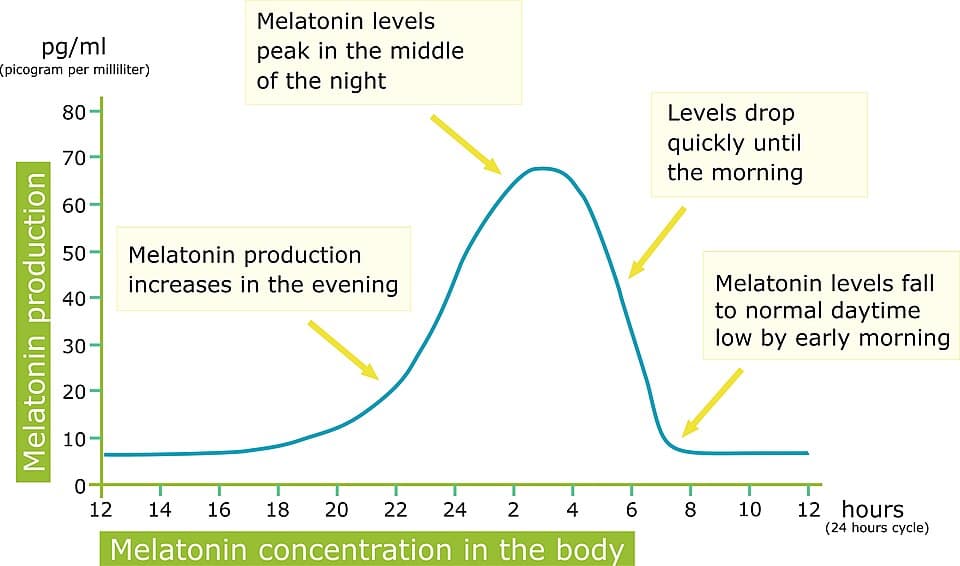 Melatonin production in 24 hour cycle