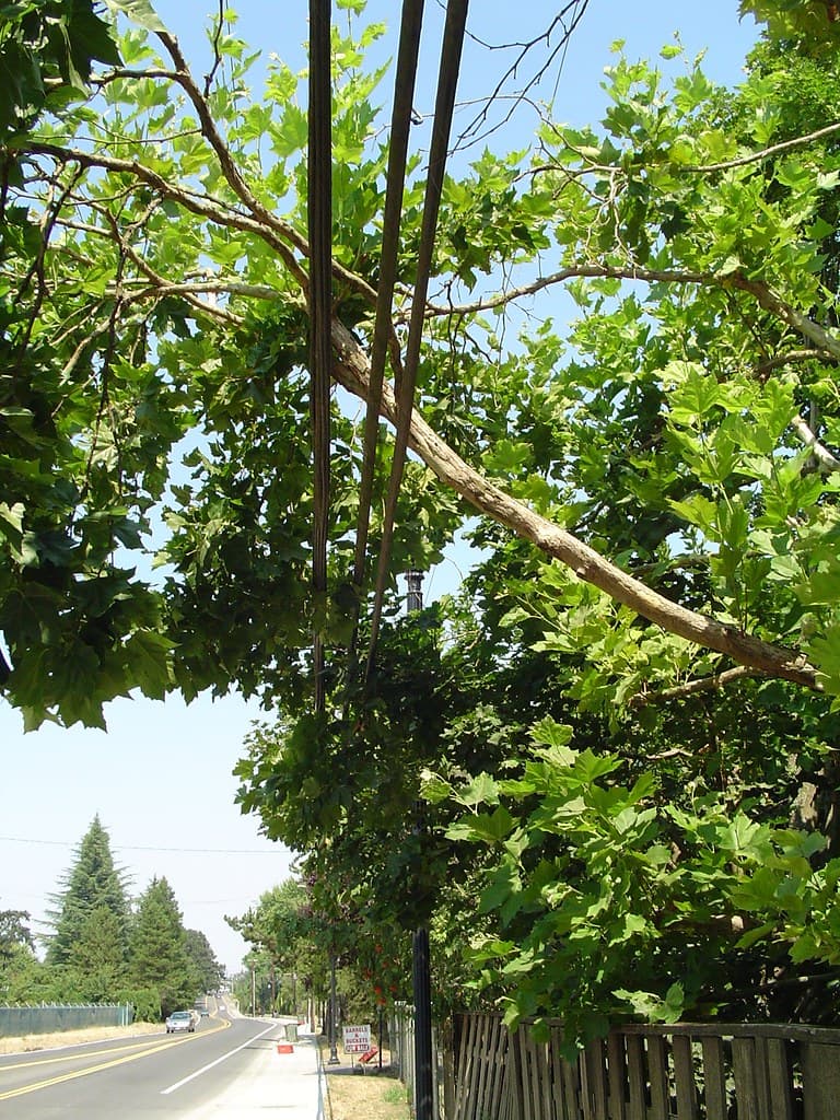 Wires and Trees