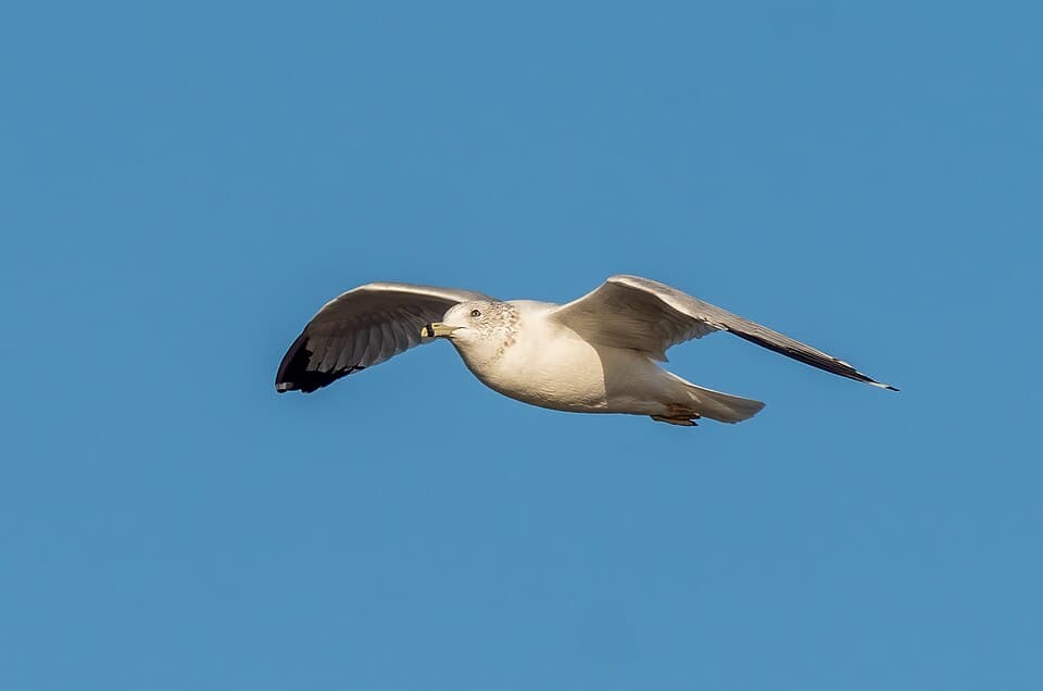 Ring-billed gull in flight over Bush Terminal Park (85212)