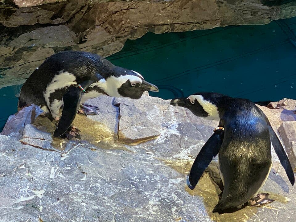 Penguin standoff 0521